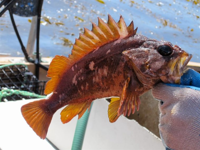 Is a rockfish?