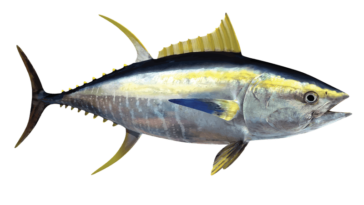 Is ahi yellow fin?
