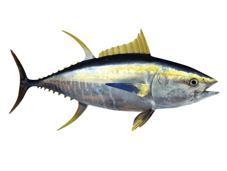 Is ahi yellow fin?