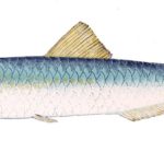 Is anchovy fish kosher?