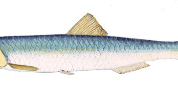 Is anchovy fish kosher?