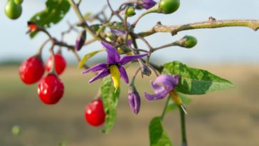 Is anise poisonous to humans?