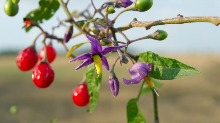 Is anise poisonous to humans?