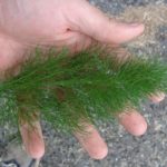 Is any part of fennel poisonous?