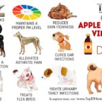 Is apple cider vinegar good for dogs?