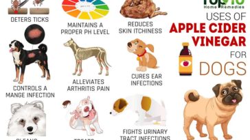 Is apple cider vinegar good for dogs?