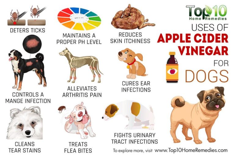 Is apple cider vinegar good for dogs?