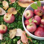 Is apple picking worth it?