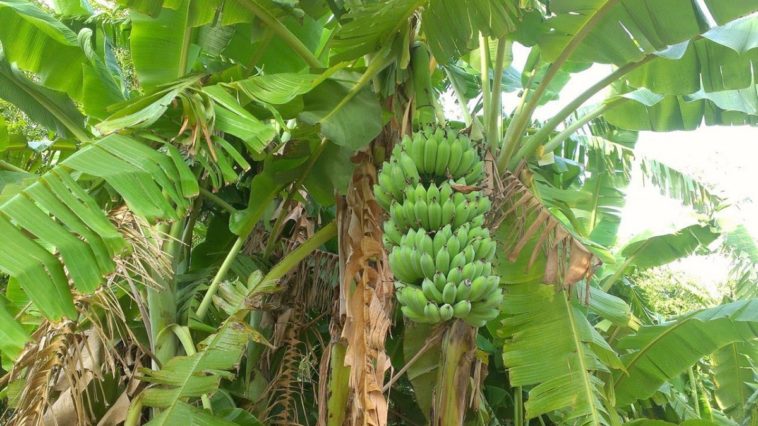 Is banana good for immune system?