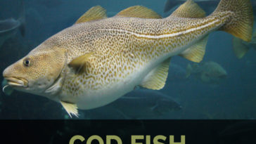 Is black cod fish healthy?