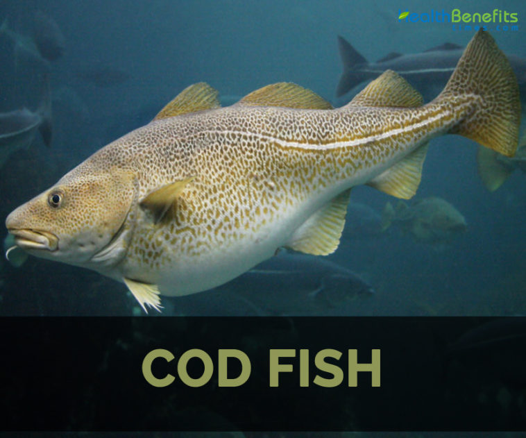 Is black cod fish healthy?