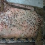 Is black mold in dates dangerous?