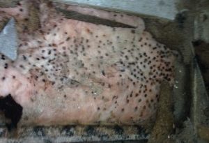 Is black mold in dates dangerous?