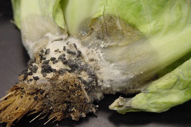Is black stuff on cabbage mold?
