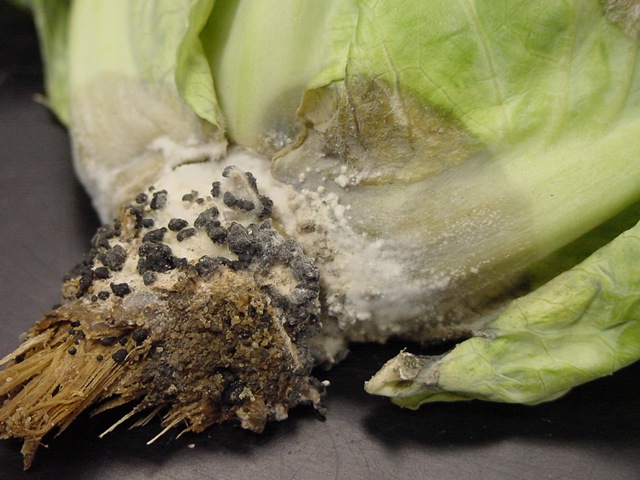 Is black stuff on cabbage mold?