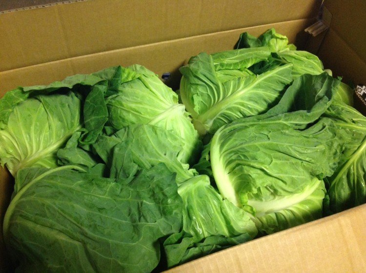 Is cabbage healthier than lettuce?