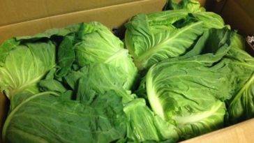 Is cabbage healthier than lettuce?