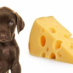Is cheese bad for dogs?