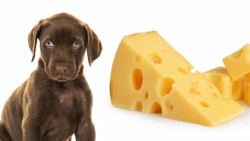 Is cheese bad for dogs?