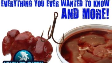 Is chicken liver good for catfishing?