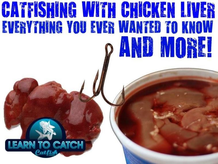 Is chicken liver good for catfishing?