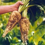 Is chicory good for weight loss?