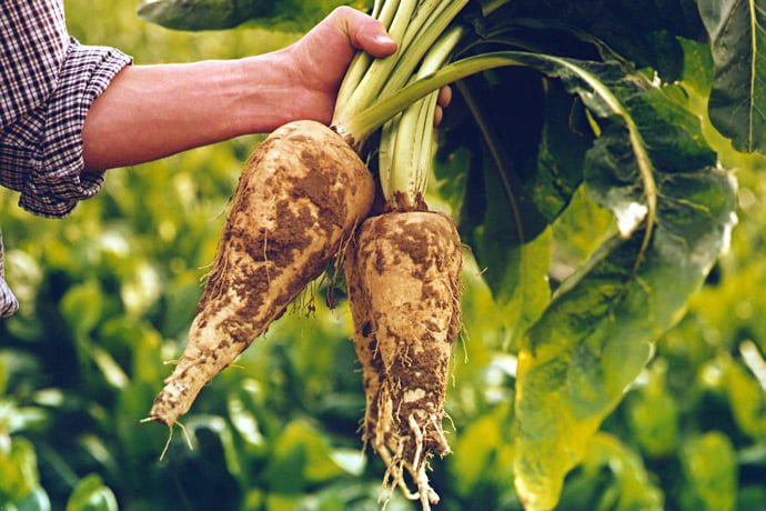 Is chicory good for weight loss?