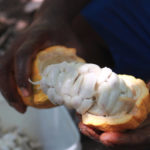 Is chocolate a fruit?