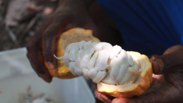 Is chocolate a fruit?