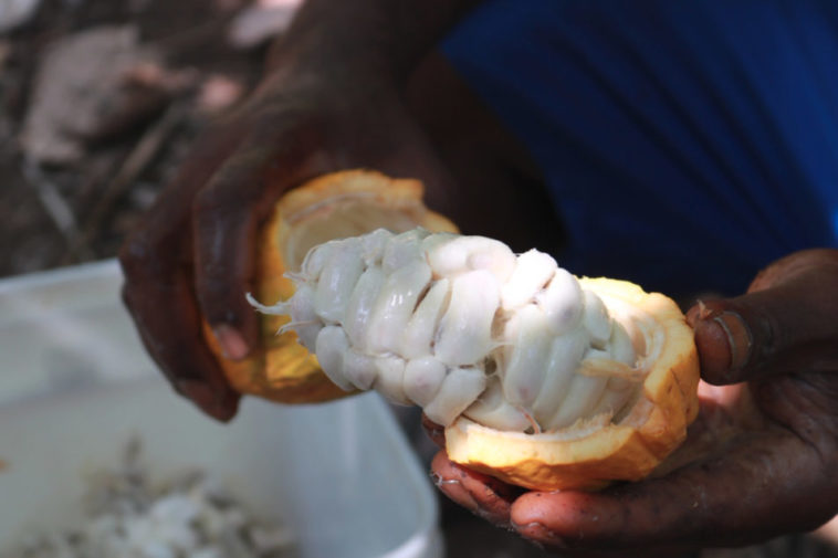 Is chocolate a fruit?