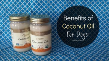 Is coconut oil good for hotspots on dogs?