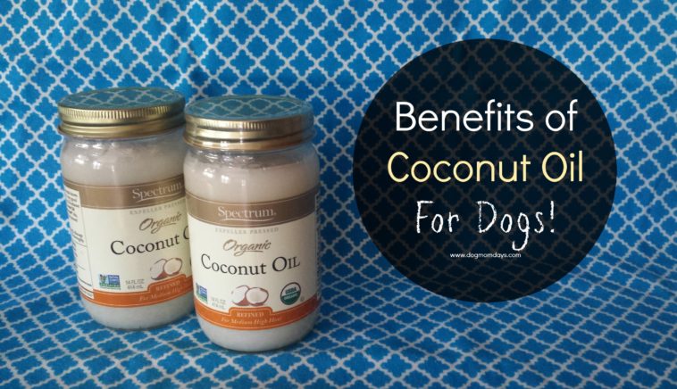 Is coconut oil good for hotspots on dogs?
