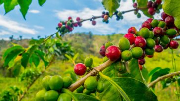 Is coffee grown in Japan?