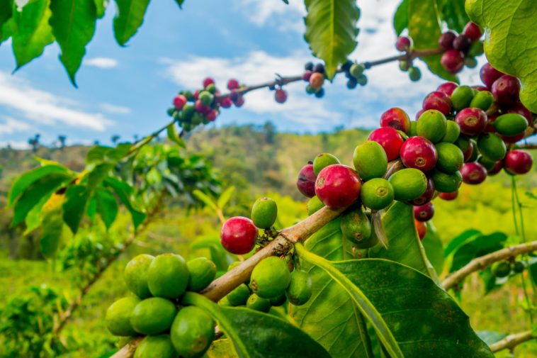 Is coffee grown in Japan?