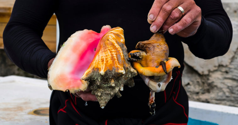 Is conch healthy to eat?