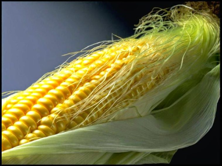 Is corn silk good for kidneys?