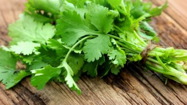 Is dried cilantro any good?