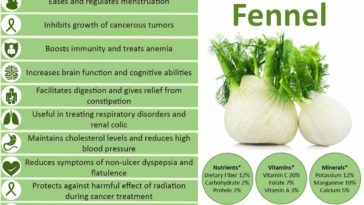 Is eating fennel good for you?