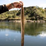 Is eel high in mercury?