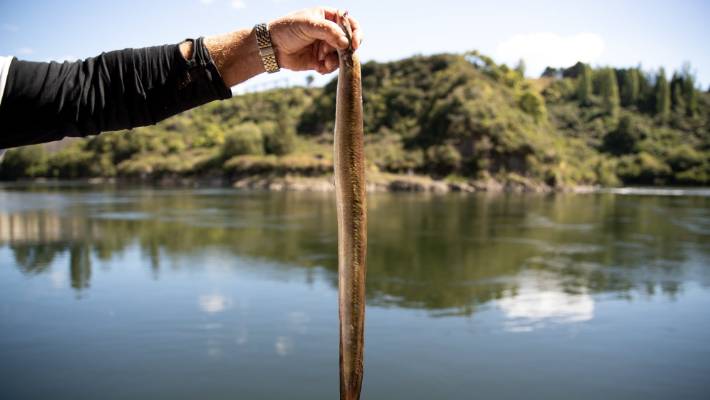 Is eel high in mercury?