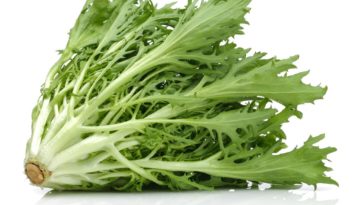 Is endive lettuce good for you?