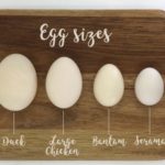 Is goose healthier than chicken?