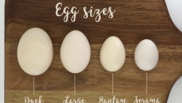 Is goose healthier than chicken?