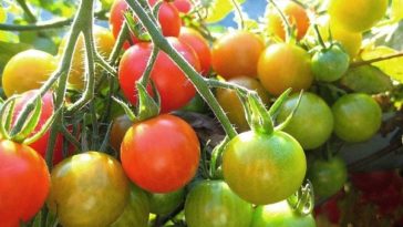 Is green tomato poisonous?