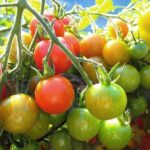 Is green tomato poisonous?