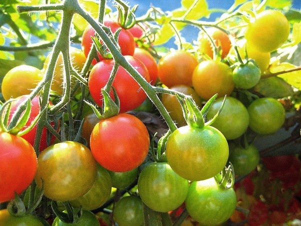 Is green tomato poisonous?