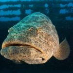 Is grouper really fishy?