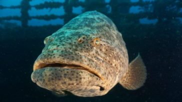 Is grouper really fishy?