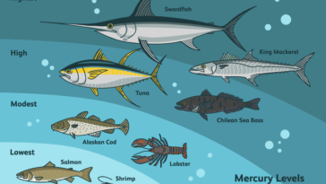 Is hoki fish high in mercury?
