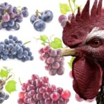 Is it OK for chickens to eat grape leaves?